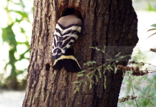 UPUPA - Hoopoe - Upupa epops - Luogo: Castiglione della Pescaia (GR) - Autore: Alvaro