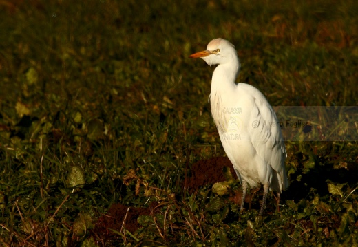 AIRONE GUARDABUOI, Cattle Egret, Bubulcus ibis - Marcite novaresi al tramonto