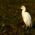 AIRONE GUARDABUOI, Cattle Egret, Bubulcus ibis - Luogo: Marcite novaresi (NO) - Autore: Alvaro