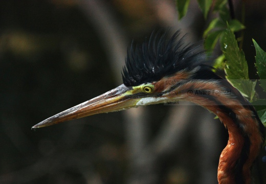 AIRONE ROSSO - Purple Heron - Ardea purpurea - Luogo: Torbiera di Marcaria (MN) - Autore: Alvaro
