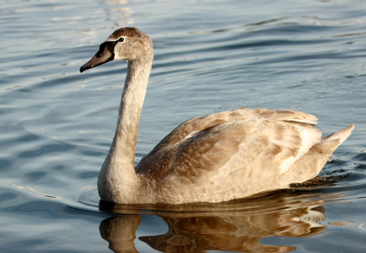 CIGNO REALE, Mute Swan, Cygnus olor - Luogo: Lago Maggiore - Lido di Arona (NO) - Autore: Alvaro