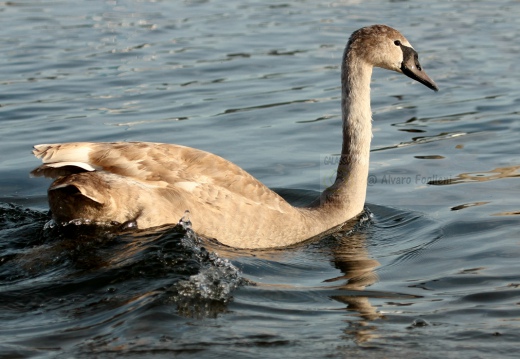 CIGNO REALE, Mute Swan, Cygnus olor - Luogo: Lago Maggiore - Lido di Arona (NO) - Autore: Alvaro