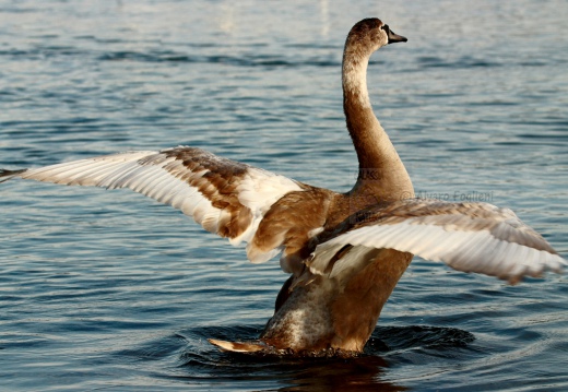 CIGNO REALE, Mute Swan, Cygnus olor - Luogo: Lago Maggiore - Lido di Arona (NO) - Autore: Alvaro