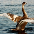 CIGNO REALE, Mute Swan, Cygnus olor - Luogo: Lago Maggiore - Lido di Arona (NO) - Autore: Alvaro