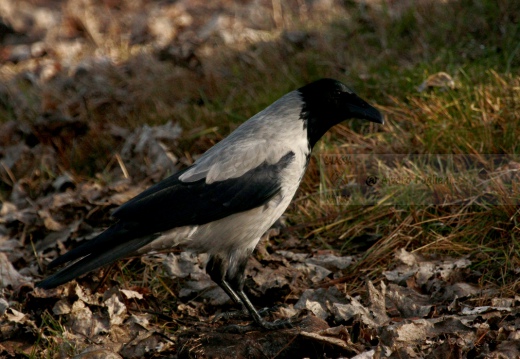 CORNACCHIA GRIGIA - Hooded Crow - Corvus corone cornix - Luogo: Parco del Ticino  (PV) - Autore: Alvaro