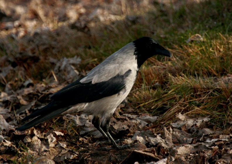 CORNACCHIA GRIGIA - Hooded Crow - Corvus corone cornix - Luogo: Parco del Ticino  (PV) - Autore: Alvaro