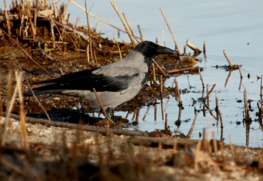 CORNACCHIA GRIGIA - Hooded Crow - Corvus corone cornix - Luogo: Lido di Arona (NO) - Autore: Alvaro