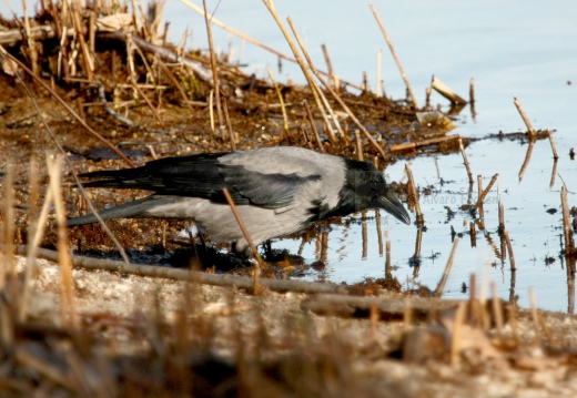 CORNACCHIA GRIGIA - Hooded Crow - Corvus corone cornix - Luogo: Lido di Arona (NO) - Autore: Alvaro