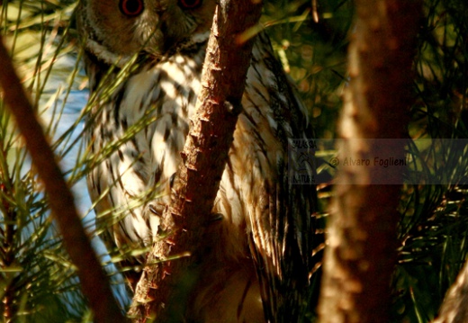 GUFO COMUNE (Roost) - Long-eared Owl - Asio otus - Luogo: Roost di Nibbiola (NO) - Autore: Alvaro