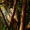 GUFO COMUNE (Roost) - Long-eared Owl - Asio otus - Luogo: Roost di Nibbiola (NO) - Autore: Alvaro
