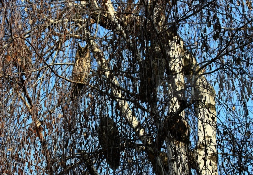 GUFO COMUNE (Roost) - Long-eared Owl - Asio otus - Luogo: Roost di Novara città - Autore: Alvaro