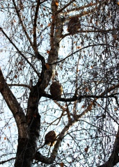 GUFO COMUNE (Roost) - Long-eared Owl - Asio otus - Luogo: Roost di Burago Molgora (MB) - Autore: Alvaro