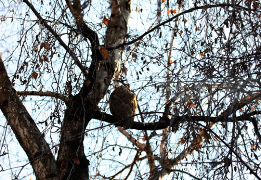 GUFO COMUNE (Roost) - Long-eared Owl - Asio otus - Luogo: Roost di Burago Molgora (MB) - Autore: Alvaro