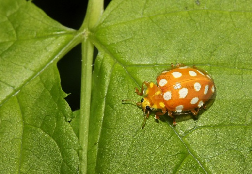 COCCINELLA ARANCIONE - Halyzia sedecimgutata