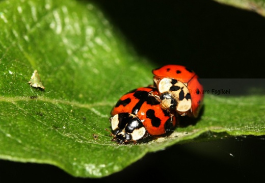 COCCINELLA ARLECCHINO - Harmonia axyridis