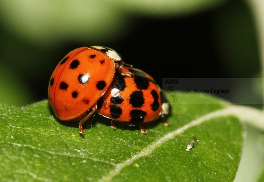COCCINELLA ARLECCHINO - Harmonia axyridis