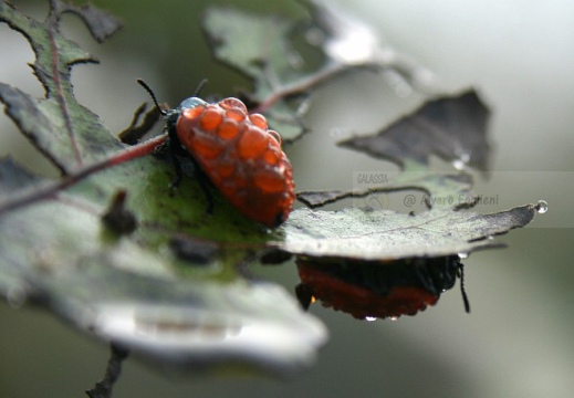 COCCINELLA; Ladybirds; Coccinellidae