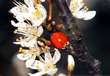 COLEOTTERO SENZA MACCHIA - Cycloneda sanguinea