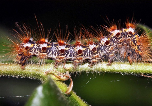 Crisorrea