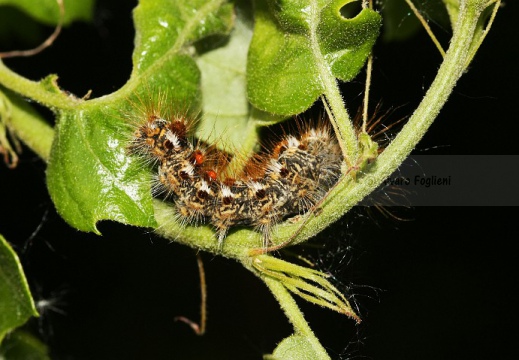Crisorrea