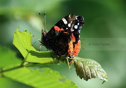 Vanessa atalanta