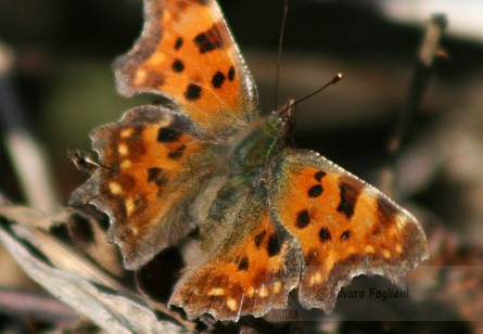 POLYGONIA C-ALBUM; Comma; 