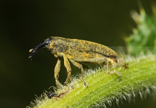 Curculionoidea