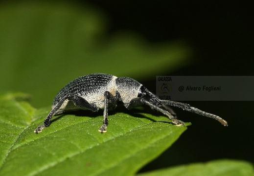 OZIORINCO - Otiorhynchus sulcatus