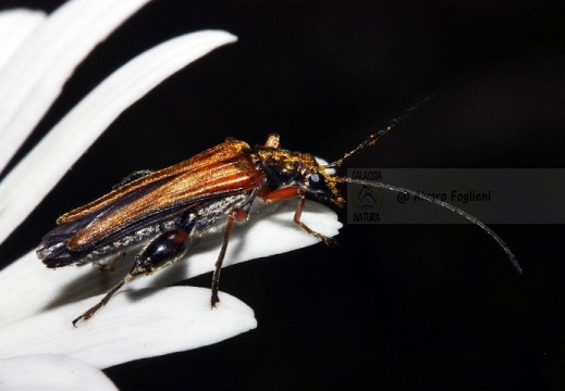 Scarabeo