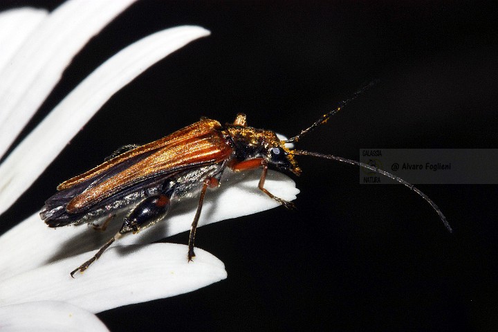 Scarabeo-27.jpg