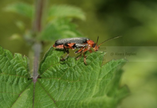 Cantharis fusca