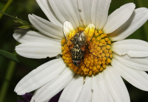 Mosca-23