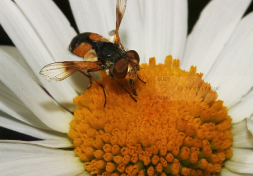 Phaonia