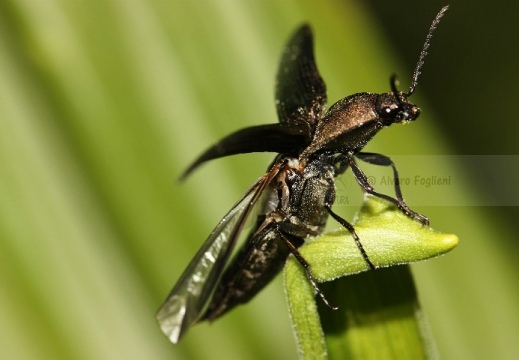 Scarabeo