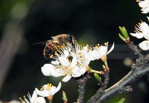 APE; European honey bee;  Apis mellifera 
