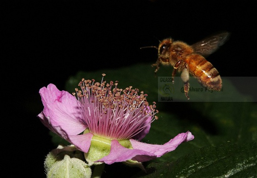 APE; European honey bee;  Apis mellifera 