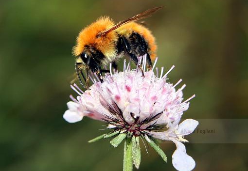 BOMBO; Bumblebee; Bombus