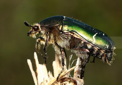 Cetonia dorata
