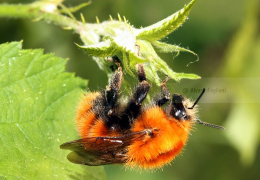 BOMBO; Bumblebee; Bombus