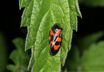Cercopis vulnerata
