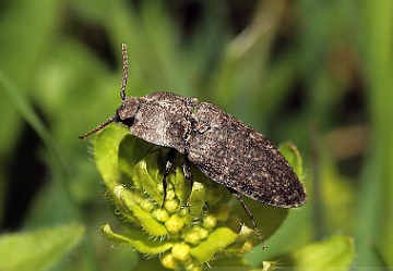 Agrypnus murinus