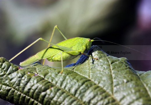 Tettigonia-viridissima