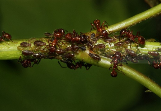 Afidi-e-formiche-14