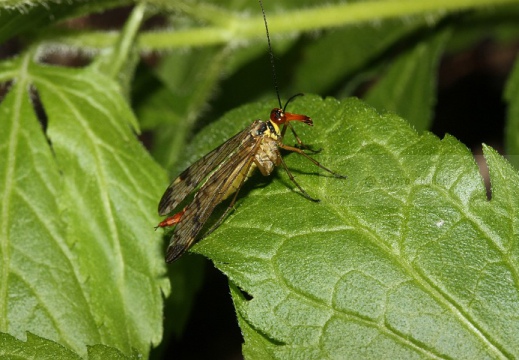 Panorpa communis