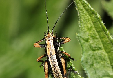 Ortottero