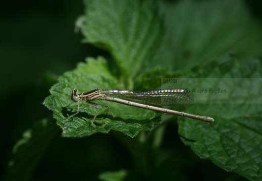 Libellula
