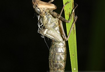 Exuvia di Anax imperator 