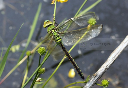 Anax imperator