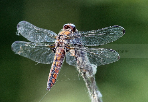 Libellula
