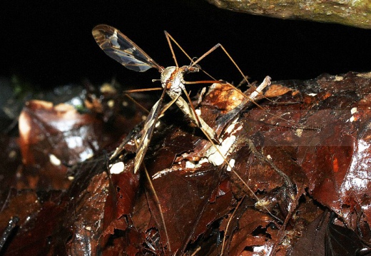 Libellula